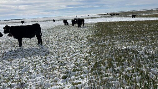 Cows grazing in a snowy field under a partly cloudy sky