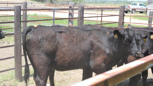 Heifers with estrus patches (Troy Walz)