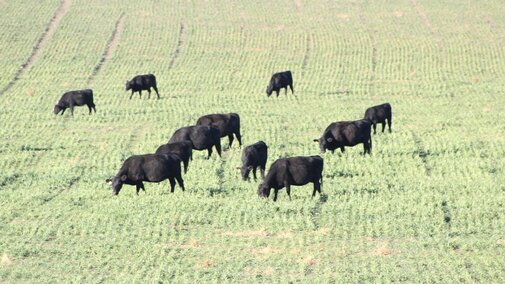 Cows grazing winter wheat