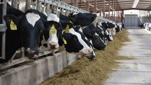 Milk cows eat their feed in a clean barn.