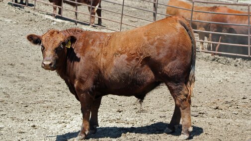vaca