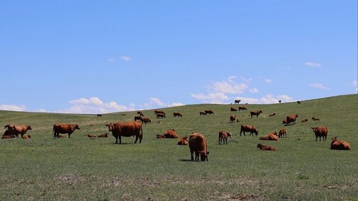 Cows grazing on rangeland