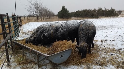 cattle eating feed on a snowy day
