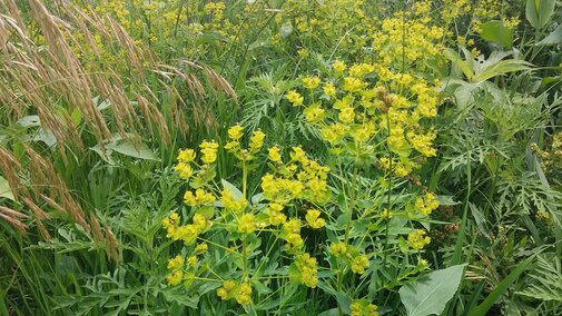 Invasive leafy spurge in a pasture.  Photo Credit: Troy Walz