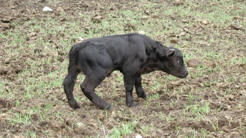 Prevent calf abnormalities by managing beef cow diets - MSU Extension
