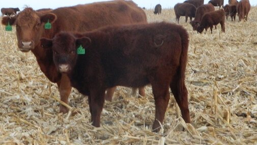cattle grazing corn residue