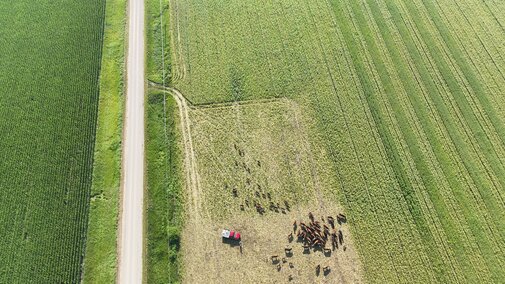 Aerial view of cows grazing in a field using virtual fence technology