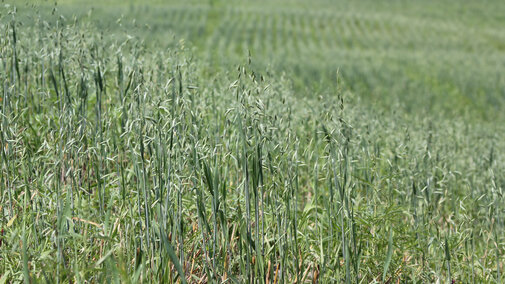 Spring oat for forage during droughts.  Photo by Troy Walz.