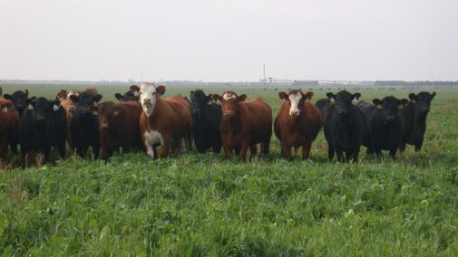 Cattle grazing on a green pasture of oats and rye.