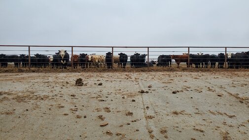 Sloping pavement feedlot
