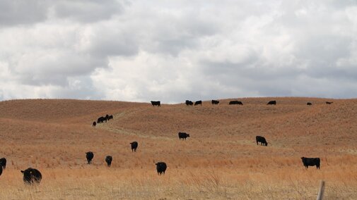 Cattle on pasture. Photo Credit: TL Meyer