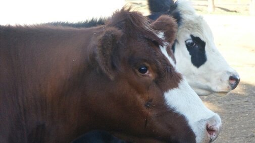 two cows