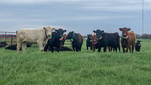 GPS Collars on cattle