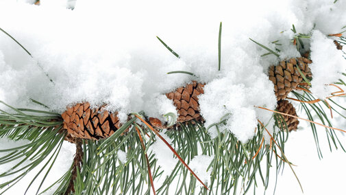 pine needles and pinecones in snow