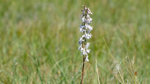 Prairie larkspur