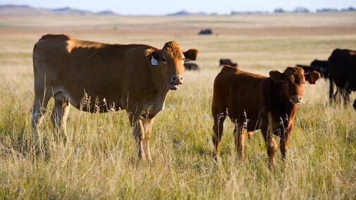 red cow calf pair in pasture