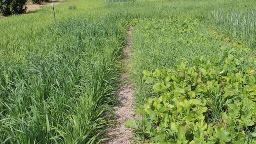 Rye, Oats, and Turnips