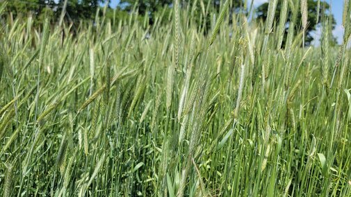 Rye
