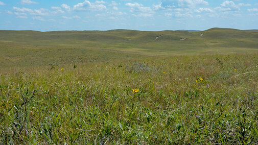 Sandhills rangeland