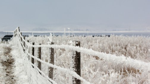 Frost-covered fenceline and plants, with cattle in the background. 