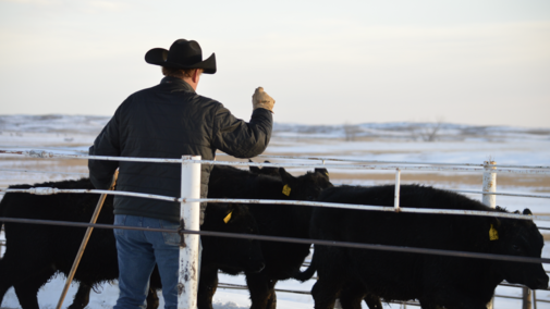 black calves and a man in a cowboy hat