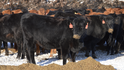heifers eating ground feed in the snow
