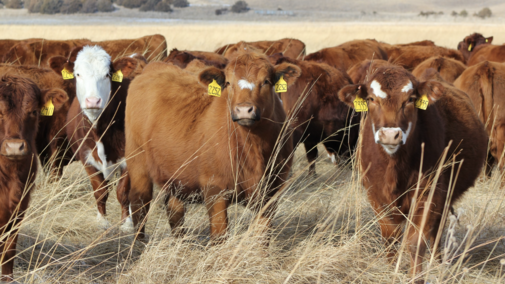 heifers on range