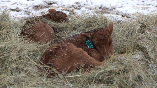 newborn calves