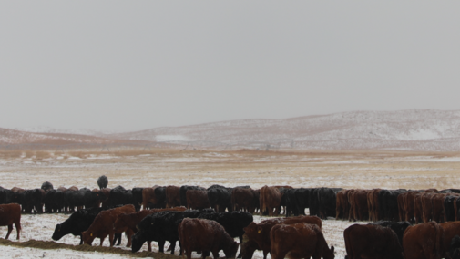 cattle feeding in the winter