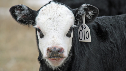 young cattle