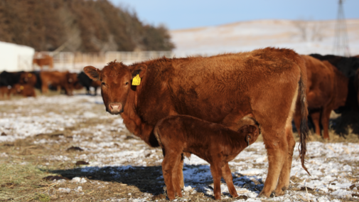 cattle in a pasture