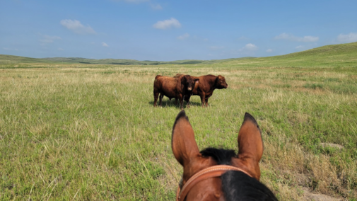 a photo taken on horseback of bulls in a pasture