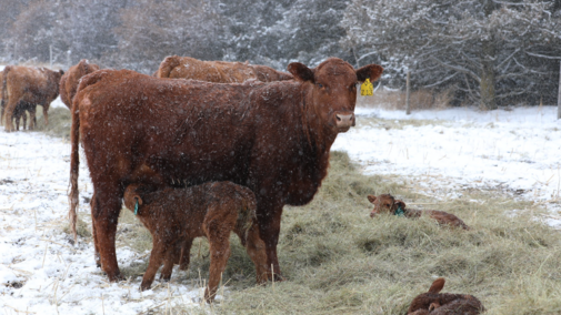 a newborn calf feeding