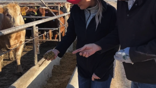 two people examing cattle feed from a feedbunk