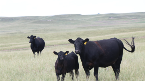 cattle in a pasture