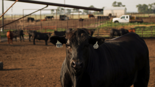 cattle in a feedlot