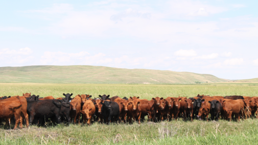 cattle grazing in a pasture
