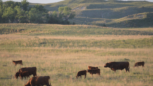 Cattle grazing