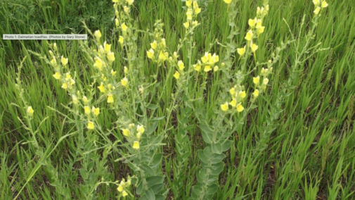 flowers in a pasture