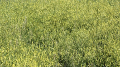 pasture