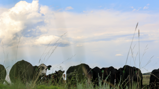 cattle in pasture