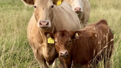 calf in a pasture
