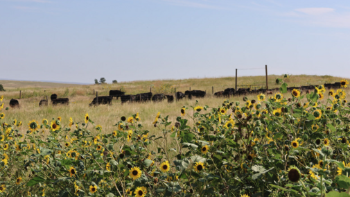 cattle in a pasture