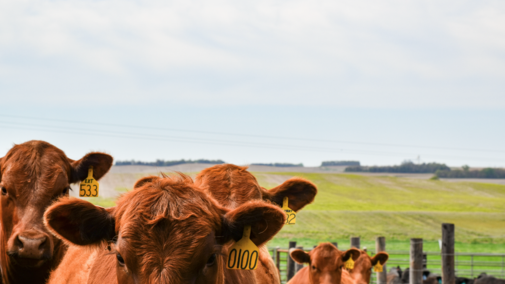 Red heifers