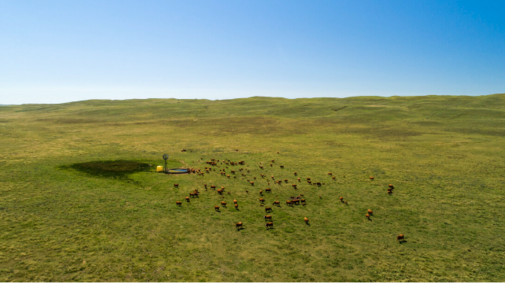 Cattle grazing near windmill in green pastures