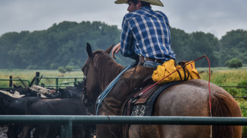 a pen rider on horseback monitoring a feedlot