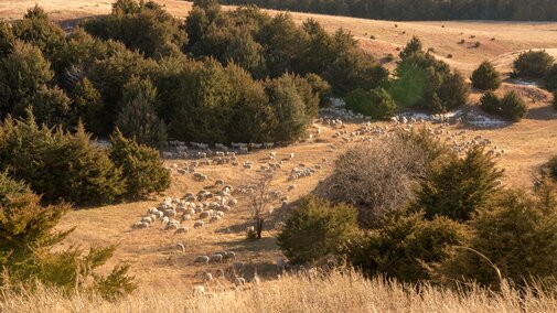 Sheep grazing