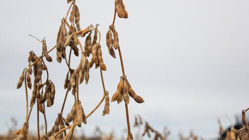Dried soybean plants in a field under an overcast sky.