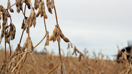 Soybeans