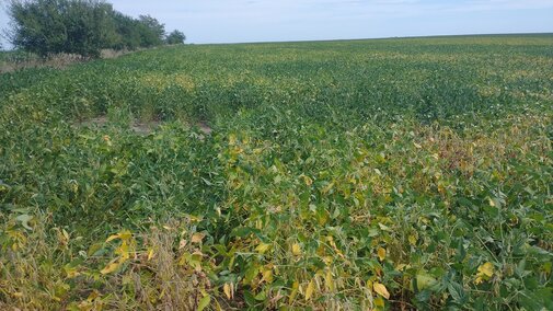 Soybean field